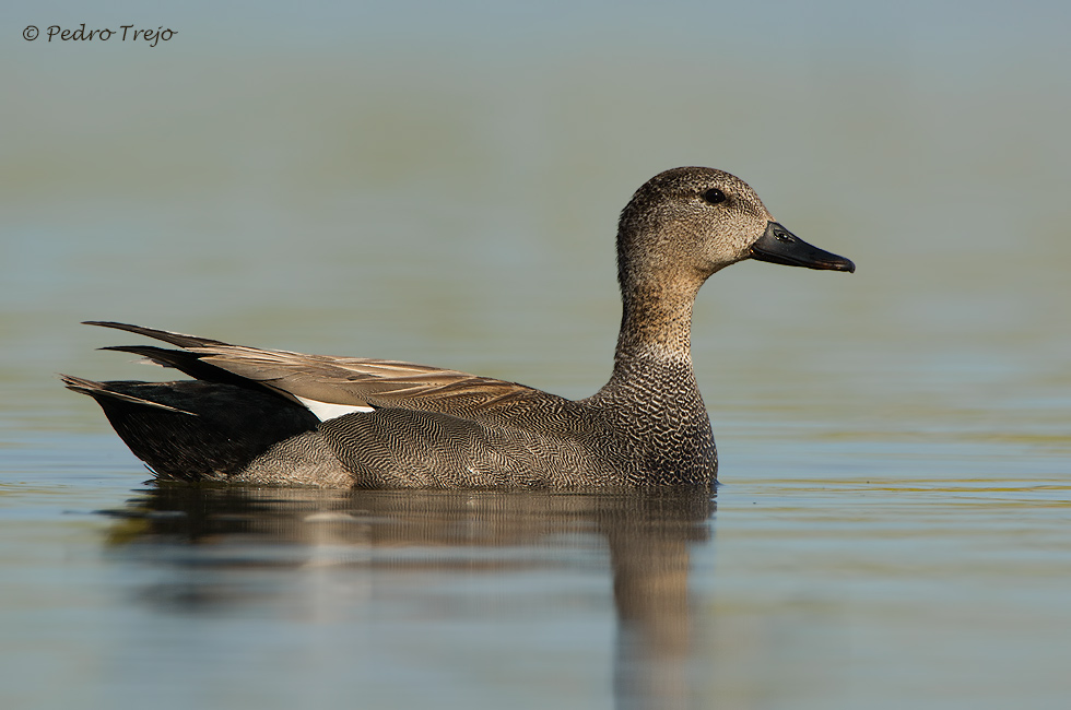 Anade Friso (Anas strepera)